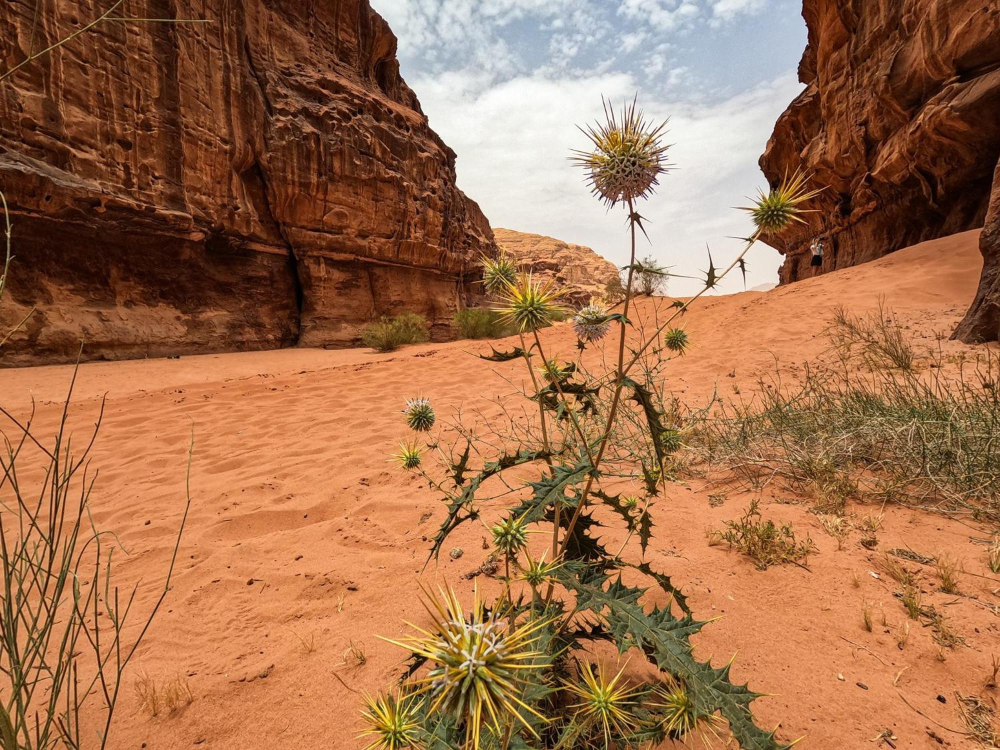 Hotel Stargazing camp&Tours Wadi Rum Esterno foto