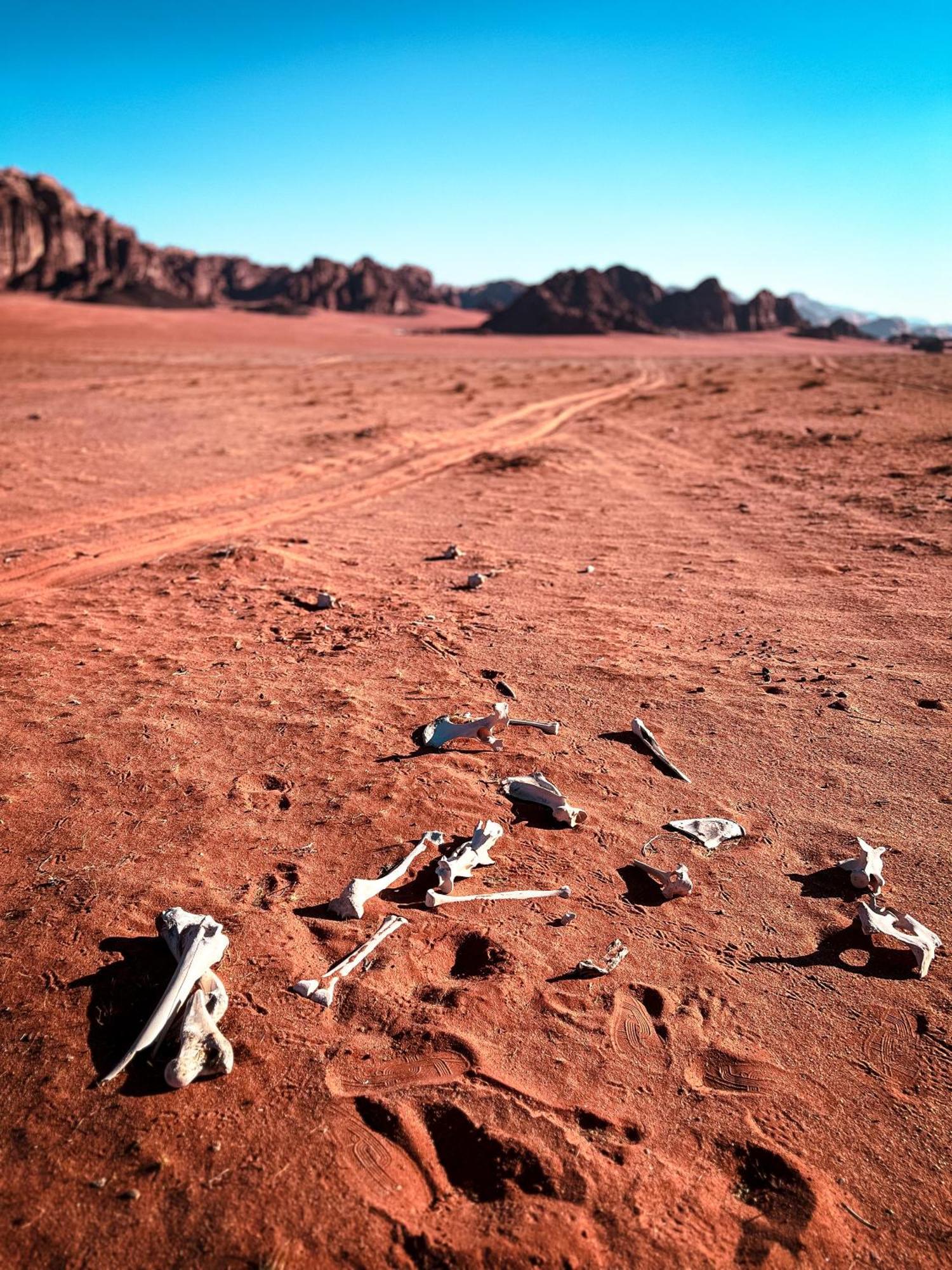 Hotel Stargazing camp&Tours Wadi Rum Esterno foto