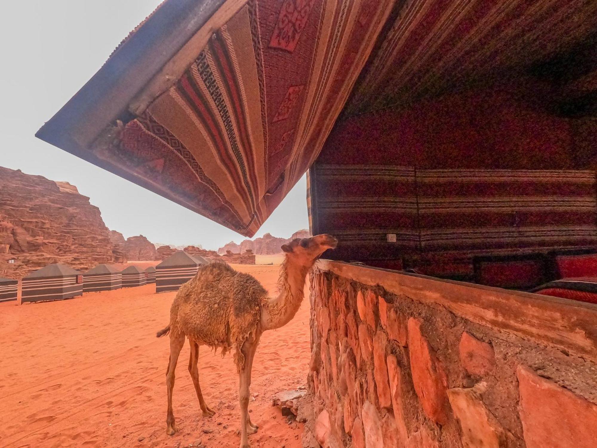 Hotel Stargazing camp&Tours Wadi Rum Esterno foto